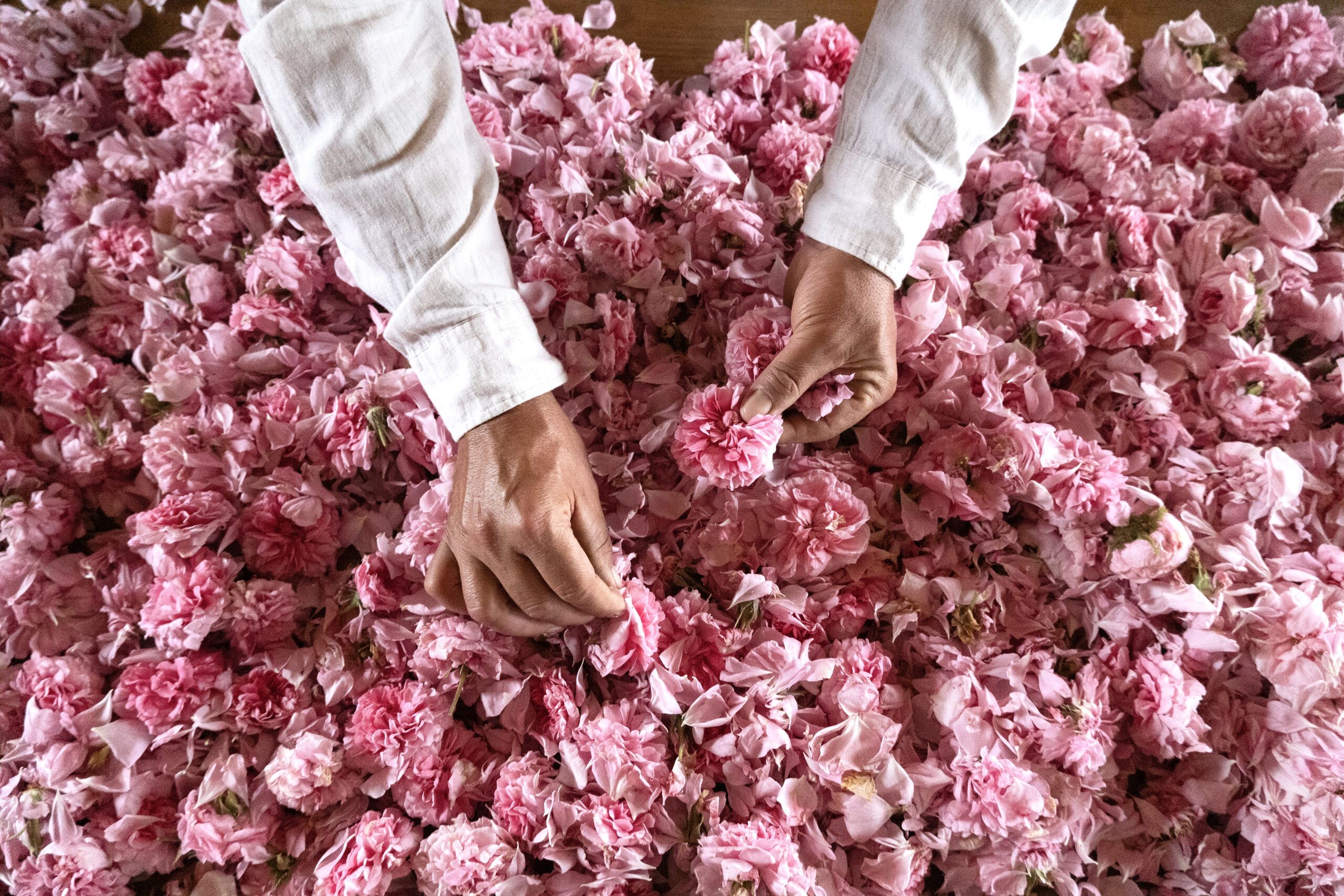 Seed to Skin Holiday Gift Guide